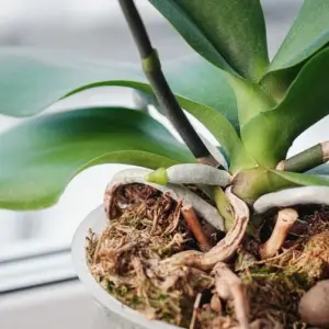 Orchideen Wurzelfäule vorbeugen mit Eierschalen