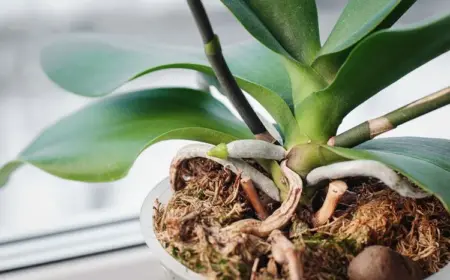 Orchideen Wurzelfäule vorbeugen mit Eierschalen