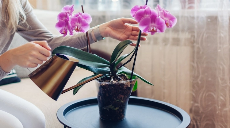 Orchideen gießen oder tauchen - hier erfahren Sie alles Notwendige zur richtigen Bewässerung