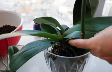 Orchideen haben schlaffe Blätter was tun