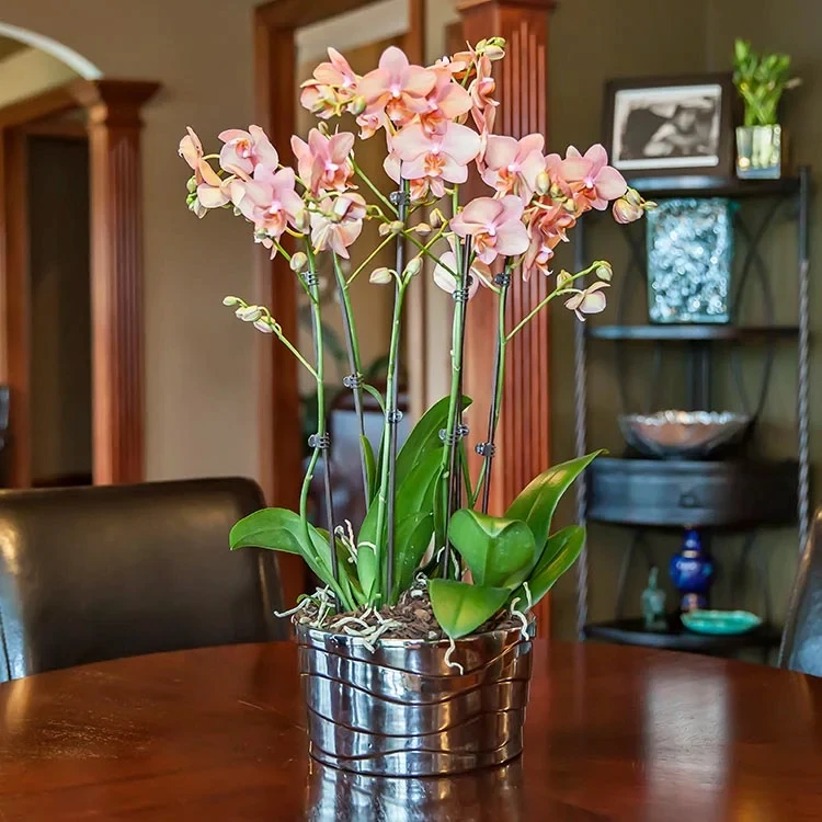 Orchideen können dazu beitragen, die Luftfeuchtigkeit in Räumen zu reduzieren