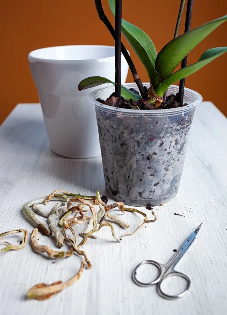 Orchidee Tipps für gesundes Wachstum