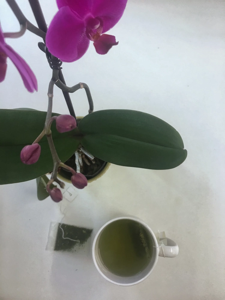 Orchideen mit Teebeutel für ein besseres Wachstum düngen