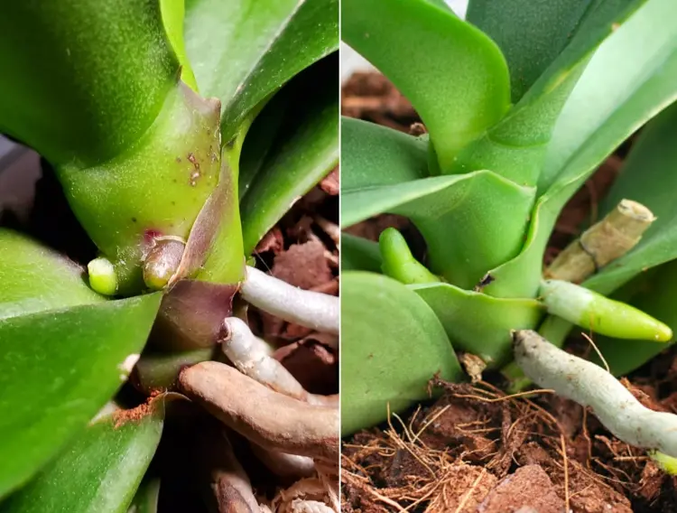 Orchideen neue Triebe oder Luftwurzeln - Wie Sie sie unterscheiden können