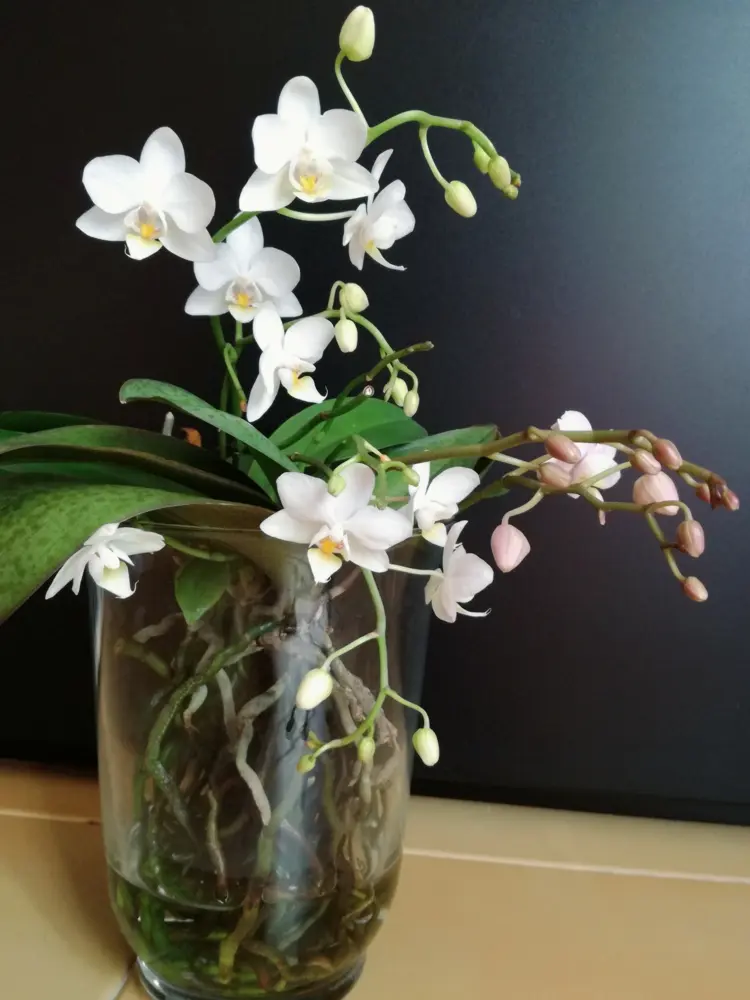 Orchideen ohne Erde - Welches Gefäß und der richtige Standort