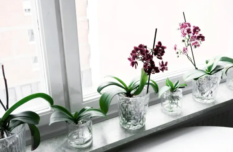 Orchideen ohne Erde im Glas halten - Tipps für gesunde Pflanzen