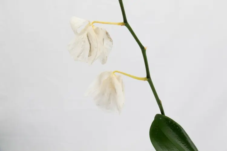 Orchideen richtig schneiden nach der Blüte - Tipps zur Orchideenpflege