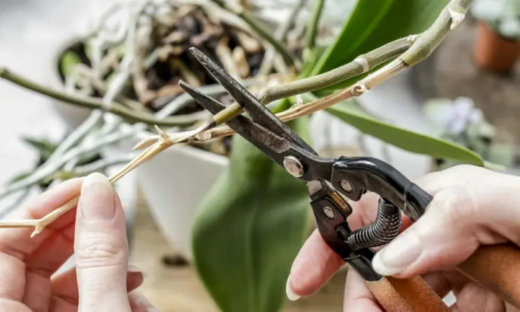 Orchideen schneiden - Wie und wann Sie die Triebe entfernen
