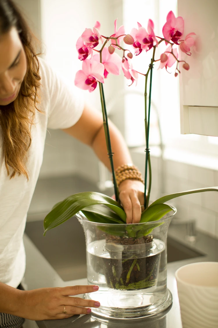 Orchideen zu gießen ist nicht kompliziert, aber sie sind anders als andere Zimmerpflanzen