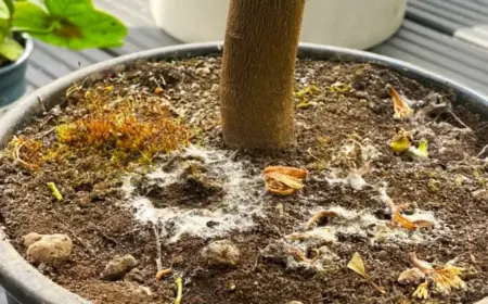 Pflanzenerde schimmelt - Ursachen, Fehler und wie Sie das Problem lösen