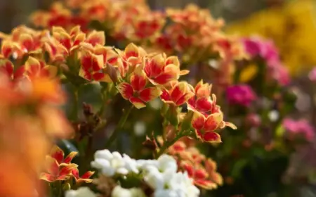 Pflege der Kalanchoe - Temperatur und Luftfeuchtigkeit