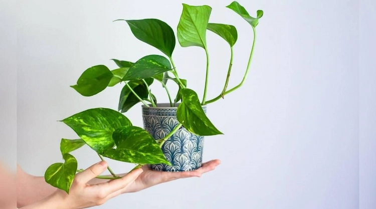 Pothos-Pflanzen sind eine weitere beliebte Pflanze, die die Luft reinigt