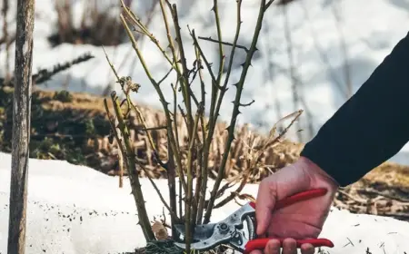 Rosen im winter schneiden Tipps