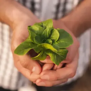 Salat im Winter anbauen - Tipps und Anleitung zum Vorziehen und Ernten