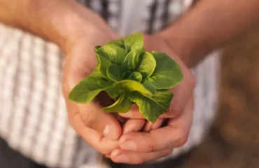 Salat im Winter anbauen - Tipps und Anleitung zum Vorziehen und Ernten