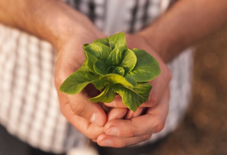 Salat im Winter anbauen - Tipps und Anleitung zum Vorziehen und Ernten