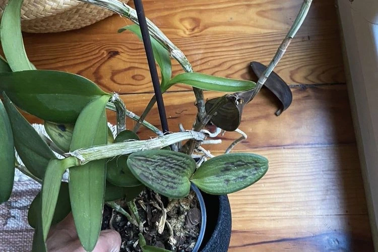 Schädlinge und Krankheiten bei Orchideen - Schwarzfäule
