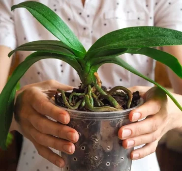 Schlaffe Blätter bei Orchideen falsches Gießen