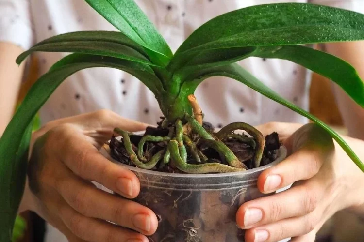 Schlaffe Blätter bei Orchideen falsches Gießen