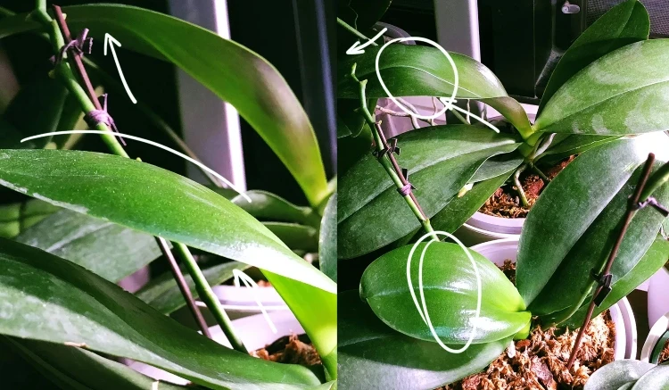 Schlaffe Blätter bei Orchideen was tun wie die Pflanze retten