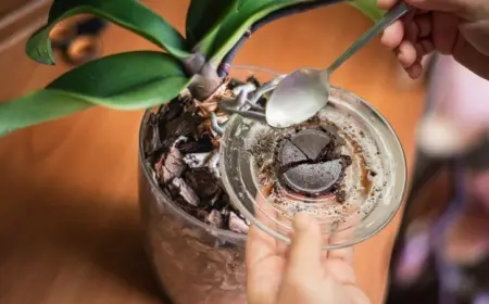 Sollte man Orchideen mit Kaffeesatz düngen