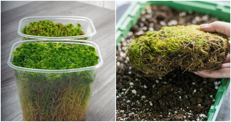 Sphagnum Moos kann sowohl im Freien als auch in Innenräumen angebaut werden