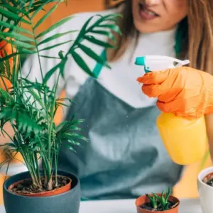 Sprühmittel gegen kleine Fliegen in der Blumenerde mit Orangen