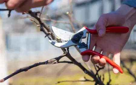 Sträucher und Bäume schneiden im Winter Anleitung