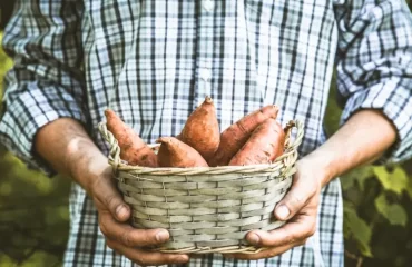 Süßkartoffel selber ziehen - Tipps zum Vorziehen, Pflegen und Ernten