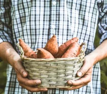 Süßkartoffel selber ziehen - Tipps zum Vorziehen, Pflegen und Ernten