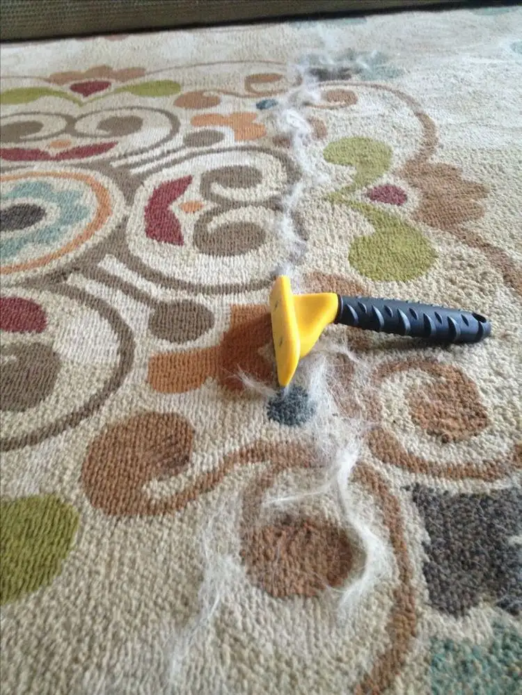Tierhaare entfernen aus dem Teppich