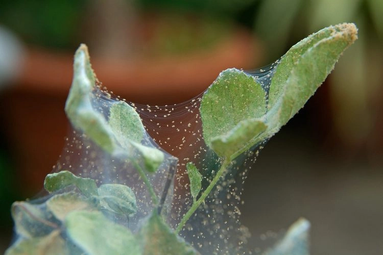 Ungeziefer an Topfpflanzen - Spinnmilben erkennen