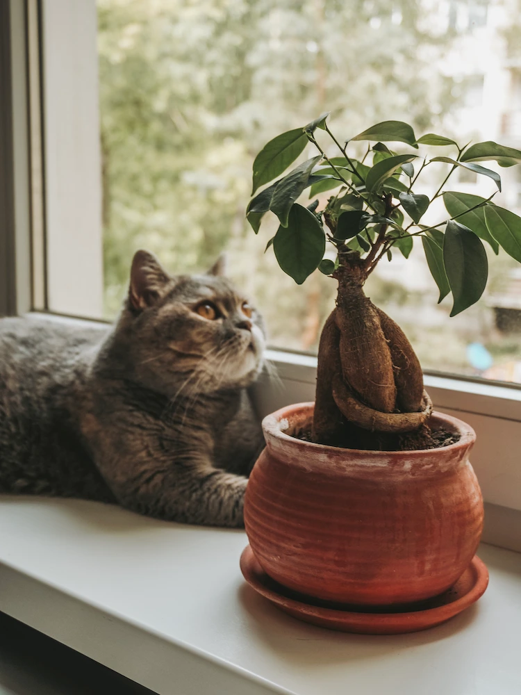 Viele tropische Zimmerpflanzen sind für Haustiere giftig