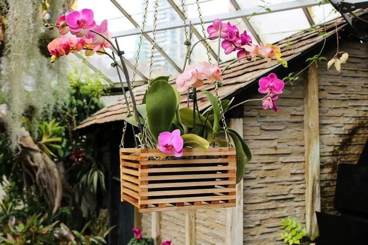 Wählen Sie die richtige Topfgröße für Ihre Orchideen