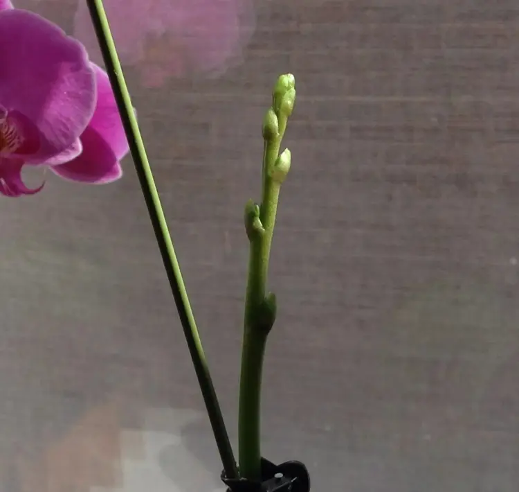 Wenn Orchideentriebe nicht weiter wachsen, ist das meist ein Zeichen für falsche Pflege