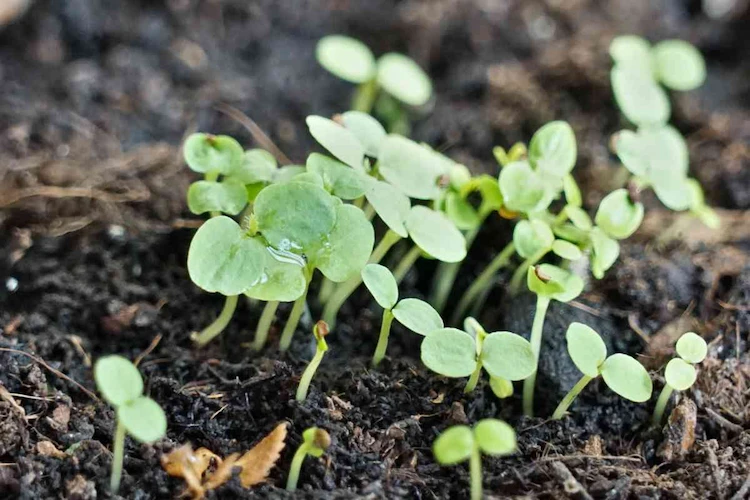 Wenn Sie die Samen feucht halten, sollten sie innerhalb von ein paar Wochen keimen