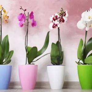 Wie kann man einen Orchideendünger herstellen