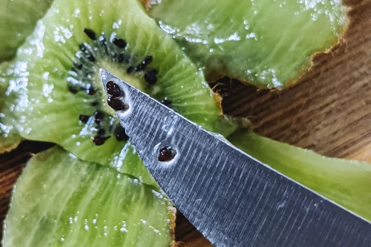 Wie man Kiwi aus Samen ziehen kann, lesen Sie bei uns