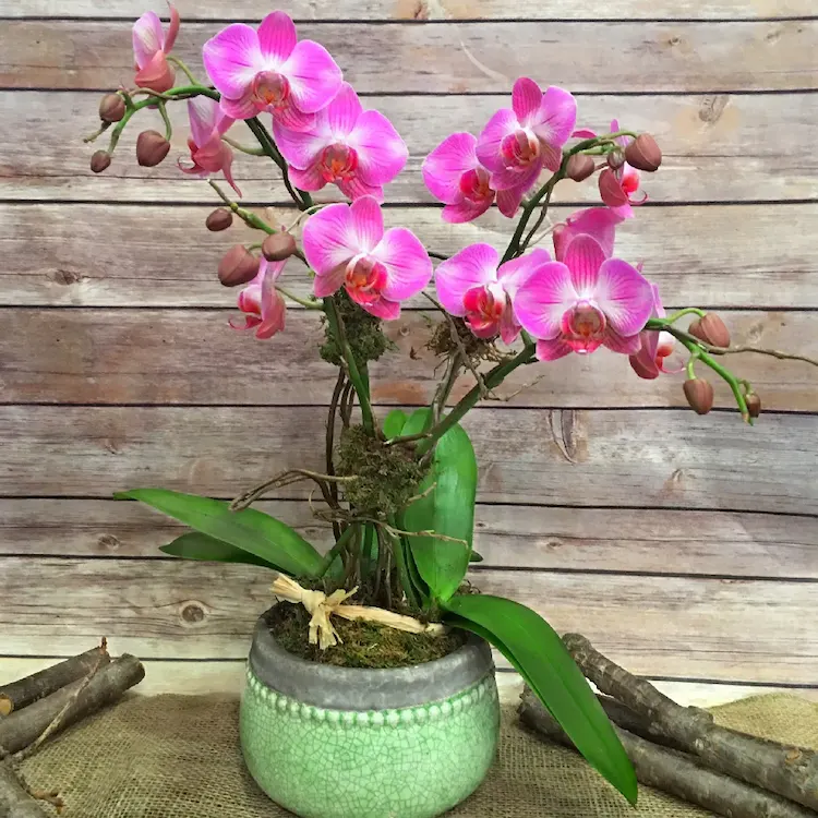 Wonach unterscheiden sich Mini Orchideen von den größeren Pflanzen