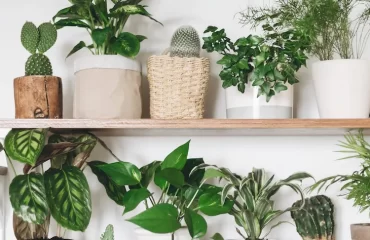 Zimmerpflanzen für wenig Platz - Diese 12 Schönheiten werden Ihren Räumen Frische und Farbe verleihen