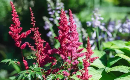 anpflanzung von prachtspiere für üppige gewächse in der farbe viva magenta