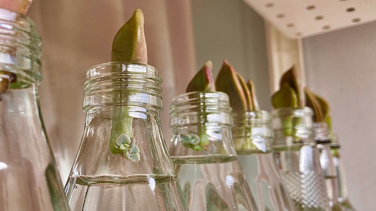 baby sukkulenten in recycelten glasflaschen als zimmerpflanzen wachsen lassen