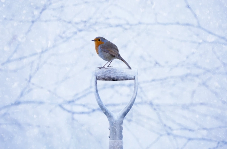 bei frost oder minustemperaturen und schnee vögel anlocken und ihnen ein zuhause im garten bieten