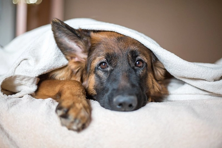 depressiv aussehender schäferhund kuschelt unter einer decke in der wohnung seines besitzers in der winter