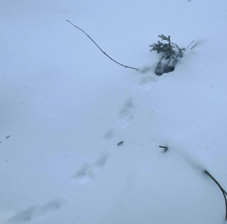 deutlich zu erkennende marderspuren im schnee vor verstecken in einem loch