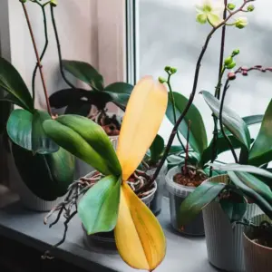 Mini Orchideen pflegen