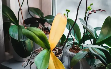 welke und gelbe Blätter