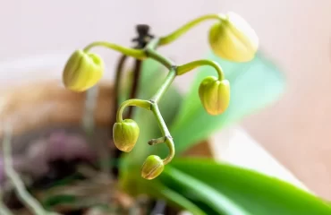 grüne Knospen Orchidee abschneiden oder nicht