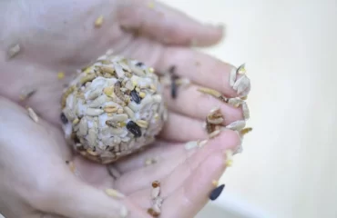 kleine kugel als fettfutter für vögel selber machen und mit sonnenblumenkernen zubereiten