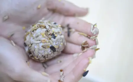 kleine kugel als fettfutter für vögel selber machen und mit sonnenblumenkernen zubereiten